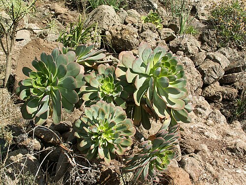 Teneriffa-Aeonium