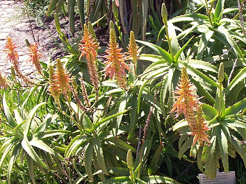 Baum-Aloe