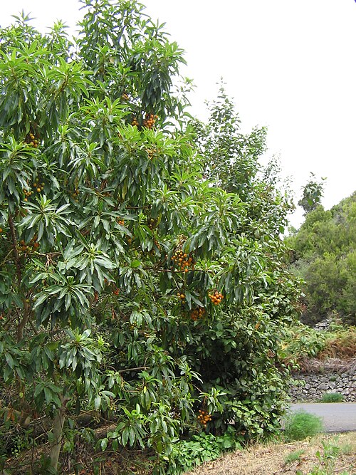 Kanarischer Erdbeerbaum
