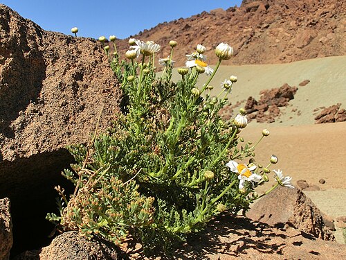 Teide-Margerite