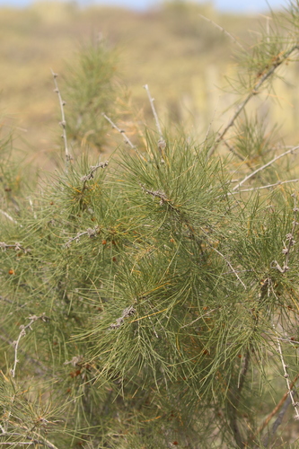 Baum-Spargel