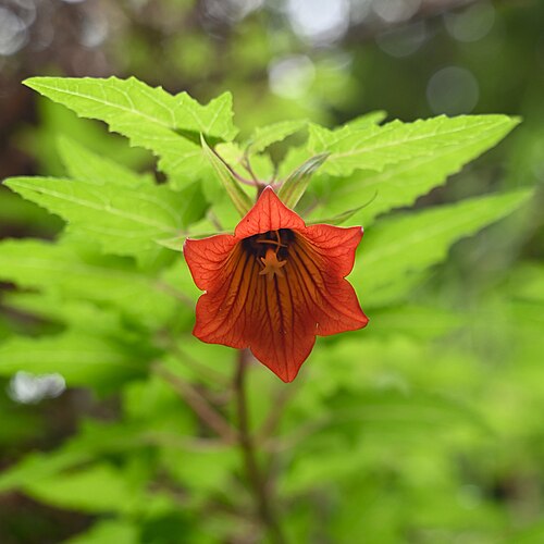 Kanaren-Glockenblume