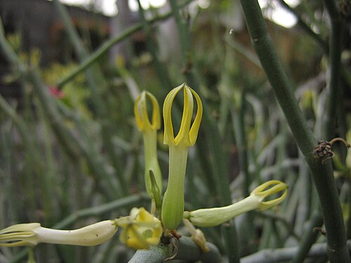 Zweiteilige Leuchterblume