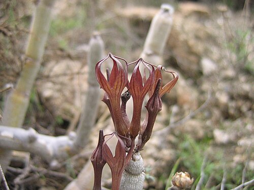 Braune Leuchterblume