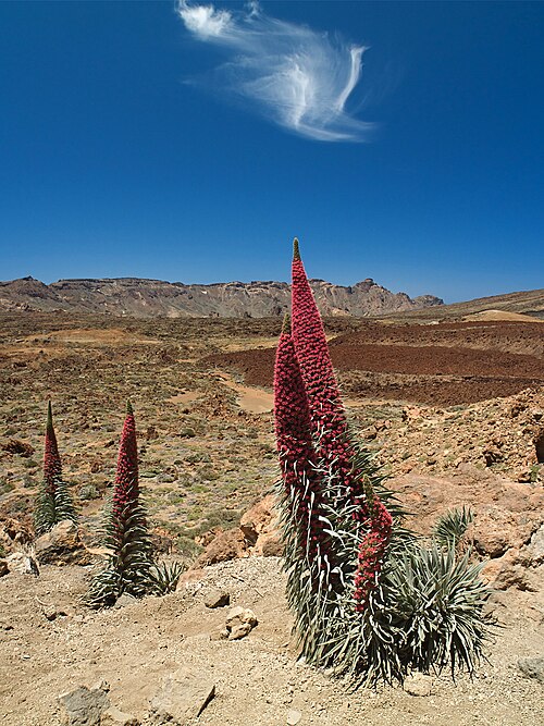 Roter Teide-Natternkopf