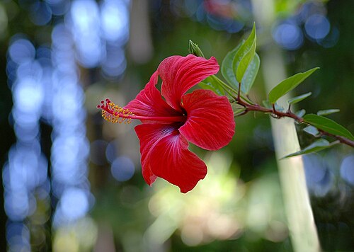 Chinesischer Hibiskus