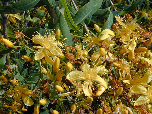 Kanarisches Johanniskraut