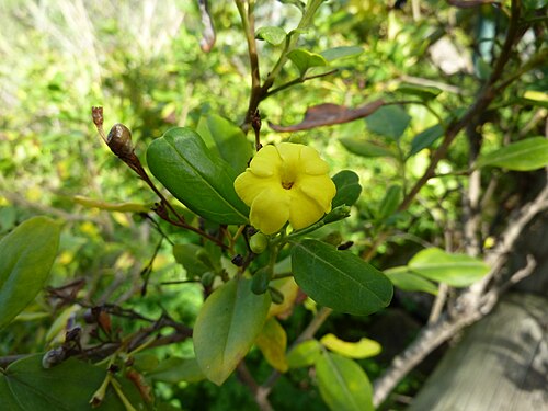 Duftender Jasmin
