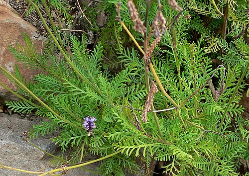 Kanarischer Lavendel