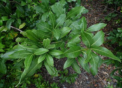 Gagelbaum