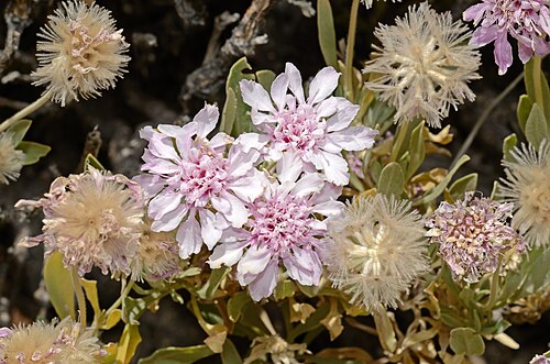 Teide-Skabiose