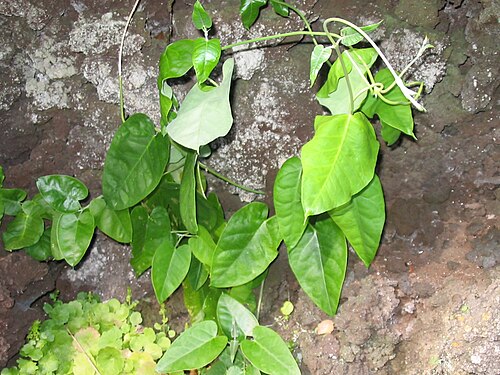 Kanarische Stechwinde