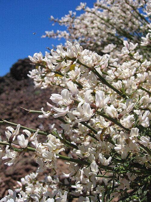 Teide-Retama