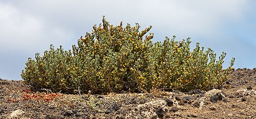 Kanarisches Jochblatt